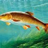 Barbel Fish Underwater Paint By Numbers