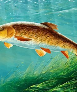 Barbel Fish Underwater Paint By Numbers