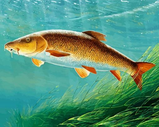 Barbel Fish Underwater Paint By Numbers