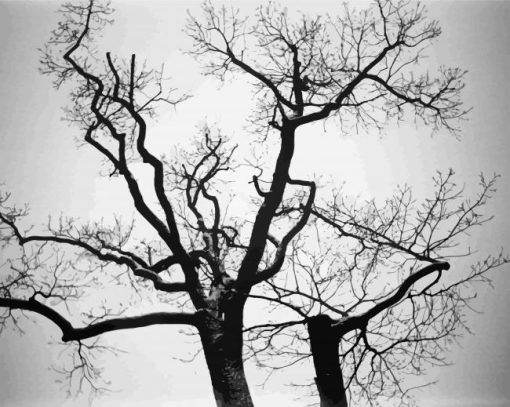 Black And White Trees Paint By Number