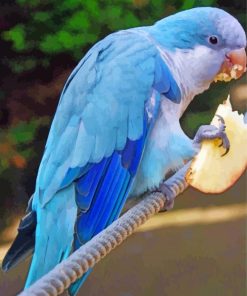 Blue Quaker Parrot Eating Paint By Number