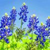 Blue Bonnet Flowers Paint By Numbers