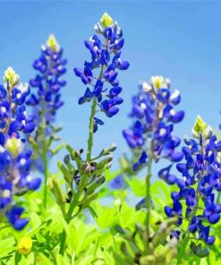 Blue Bonnet Flowers Paint By Numbers