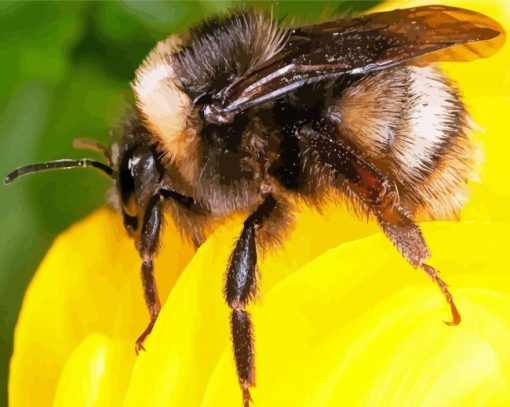 Bumblebee Insect Paint By Numbers