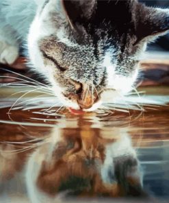 Cat Drinking Water Paint By Number