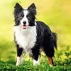 Cute Border Collies Paint By Number