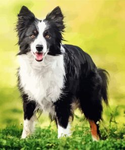 Cute Border Collies Paint By Number