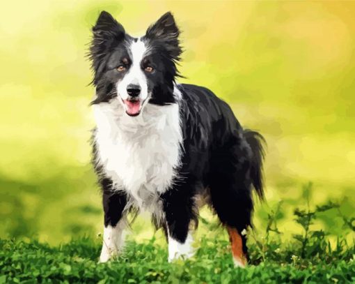 Cute Border Collies Paint By Number