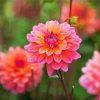 Dahlia Coral Flowers Paint By Number