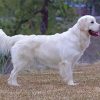 English Golden Retriever Paint By Numbers