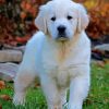 English Golden Retriever Puppy Paint By Number