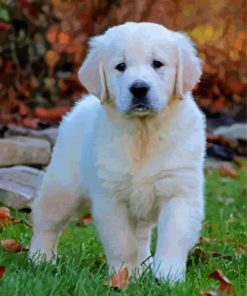 English Golden Retriever Puppy Paint By Number