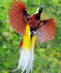 Flying Paradise Bird Paint By Number