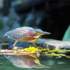 Green Heron Reflection Paint By Number