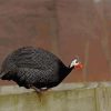 Guineafowl Bird Paint By Numbers