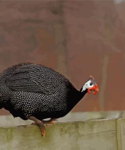 Guineafowl Bird Paint By Numbers