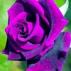 Purple Rose Paint By Number