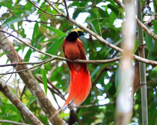 Raggiana Bird Of Paradise Paint By Numbers