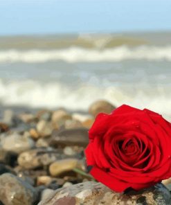 Red Roses And Beach Paint By Number