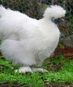 Silkie Bird Paint By Number