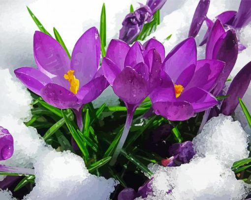 Spring Flower In Snow Paint By Number