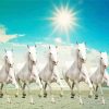 White Seven Running Horses At Sunrise Paint By Number