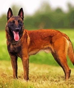 Aesthetic Belgian Malinois Paint By Number