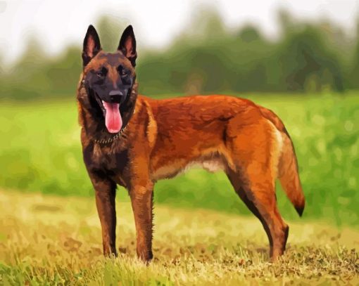 Aesthetic Belgian Malinois Paint By Number