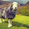 Aesthetic Herdwick Paint By Number