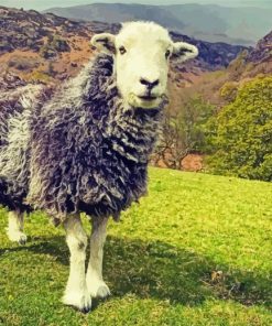 Aesthetic Herdwick Paint By Number