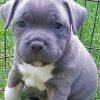 Aesthetic Blue Staffie Dog Paint By Number