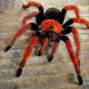 Black And Orange Tarantula Paint By Number