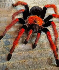 Black And Orange Tarantula Paint By Number