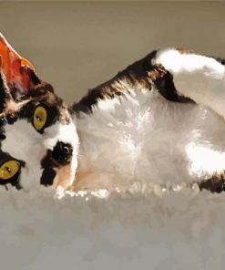 Black And White Cat Devon Rex Paint By Number