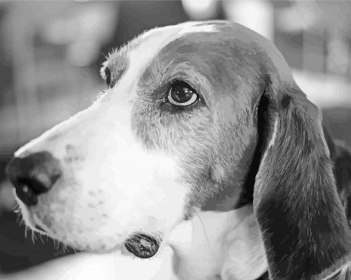 Black And White Finnish Hound Puppy Paint By Number