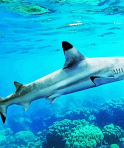 Blacktip Reef Shark Paint By Number