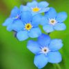 Blue Forget Me Not Flowers Paint By Numbers