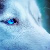 Blue Eyes Ice wolf Paint By Number