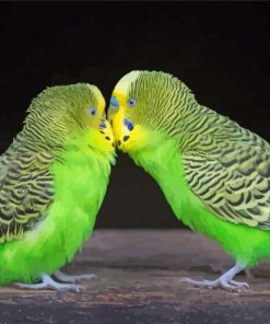 Budgies Lovers Paint By Number