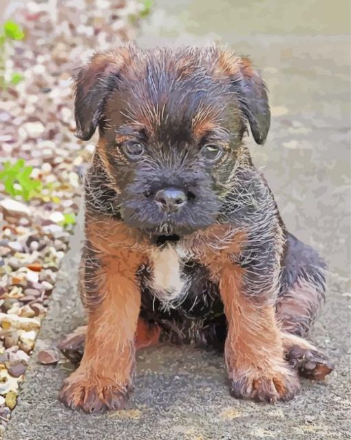 Close Up Border Terrier Puppy Paint By Numbers
