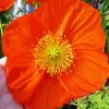 Cool Orange Poppy Paint By Numbers