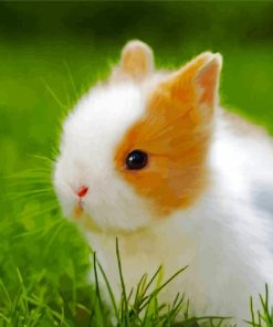 Cute Baby Rabbit Paint By Number