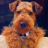 Cute Welsh Terrier Paint By Number