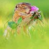 Cute Animal With Flowers Paint By Number