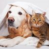 Cute Dog And Cat Paint By Number