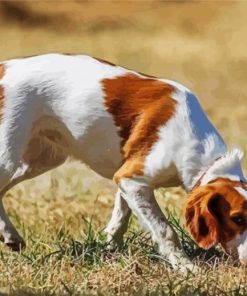 Dog Sniffing The Ground Paint By Number