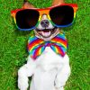 Happy Rainbow Dog Paint By Number