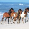 Horse Beach Paint By Number