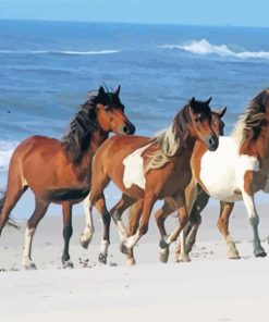 Horse Beach Paint By Number