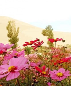 Pink Field Of Wild Flowers Paint By Numbers